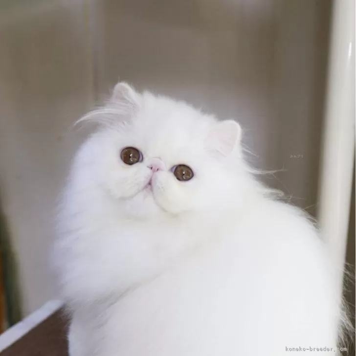ID:2505-00530の子猫