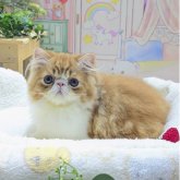 エキゾチックショートヘア