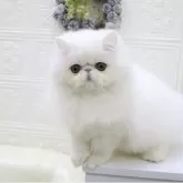 ペルシャ