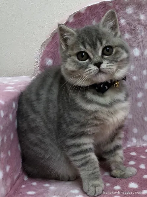 ID：1805-01043の子猫