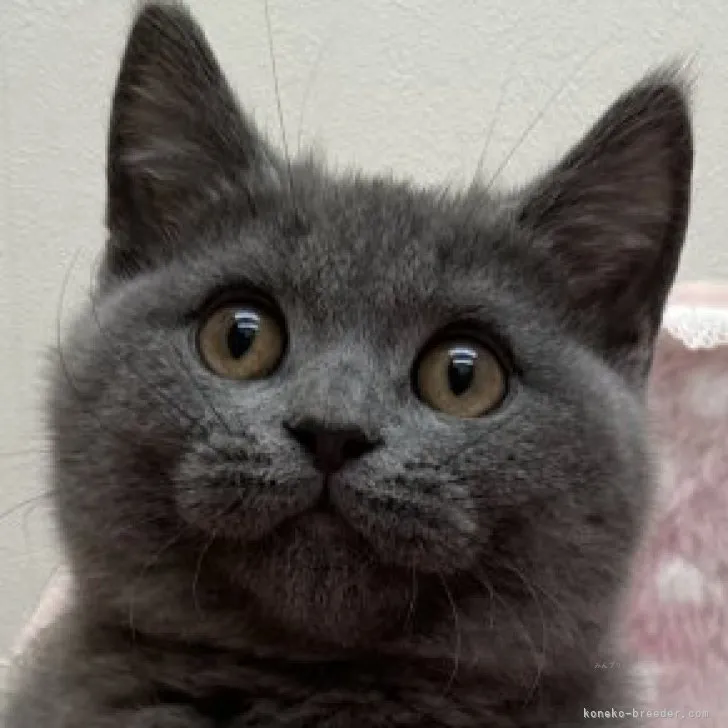 ID：2308-03314の子猫