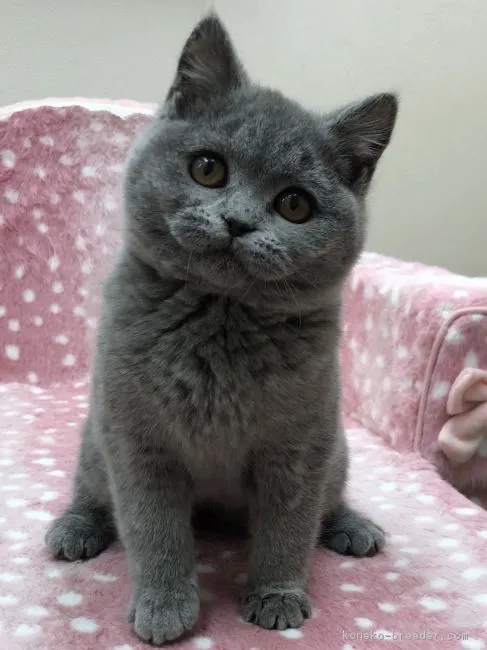 シャルル 様のお迎えした子猫