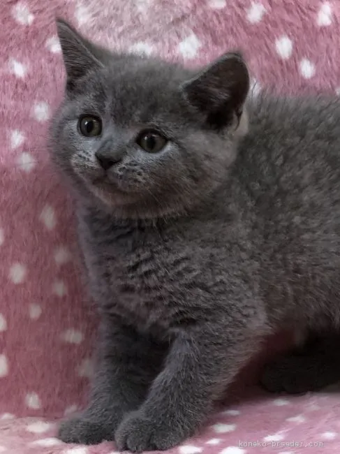 ID：2006-01274の子猫