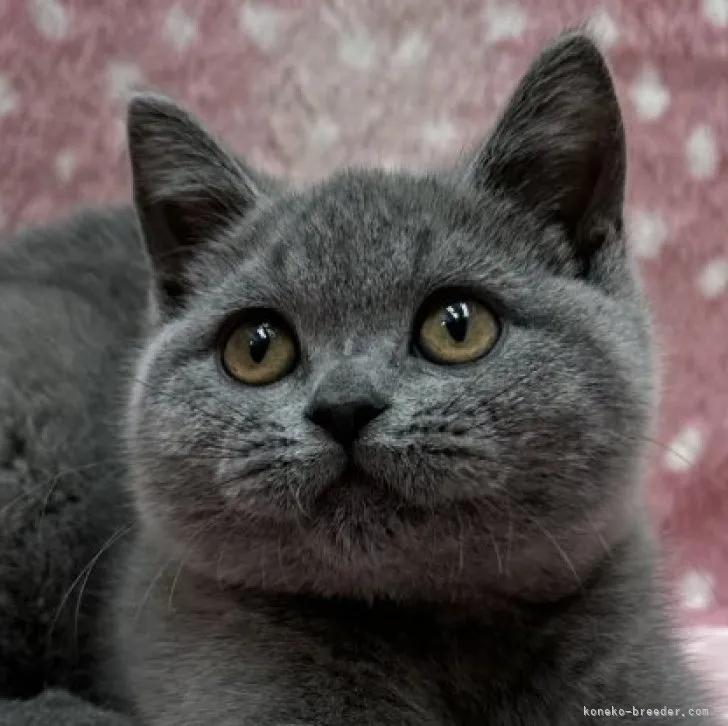 ID:2305-01795の子猫