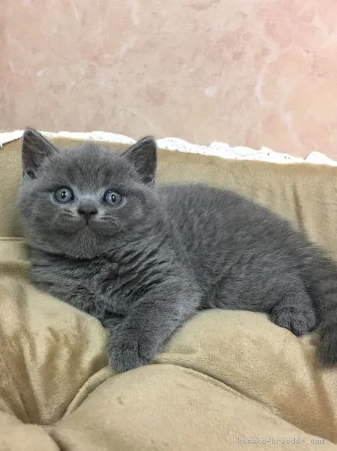 ID:1706-00029の子猫