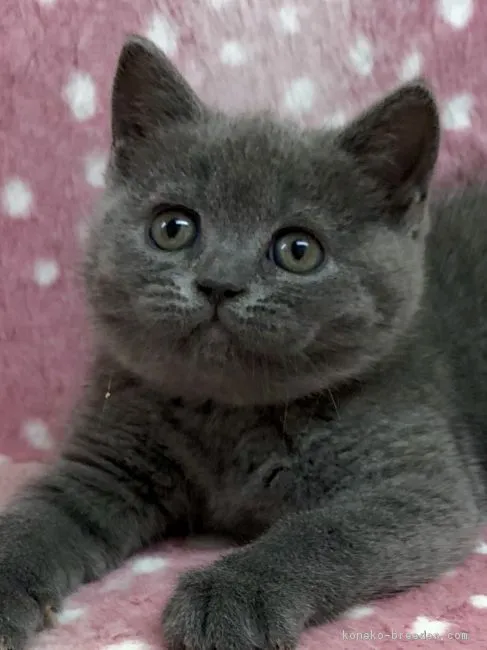 ID:1901-01185の子猫