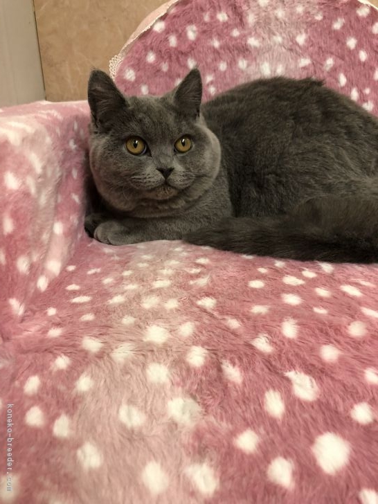 ID:1803-00065の子猫