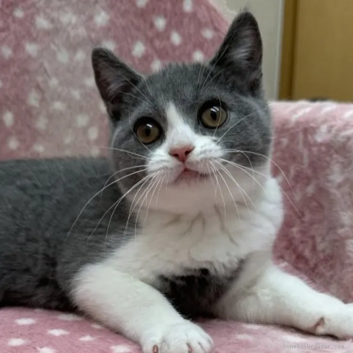 ID:2304-00528の子猫