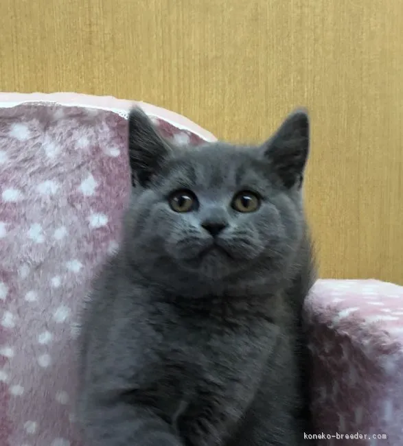 ID:2006-01279の子猫
