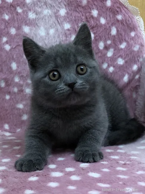 ID：1905-00057の子猫