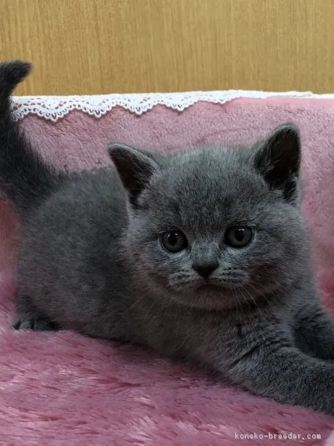 OHANAおはな 様のお迎えした子猫