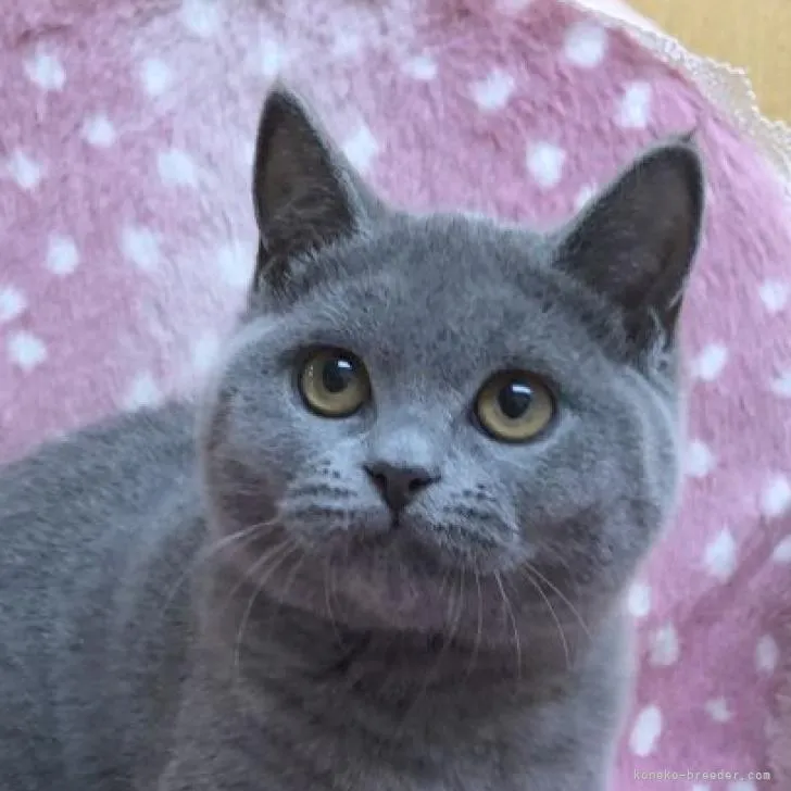 ID:2208-00764の子猫