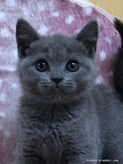 ID：2107-02771の子猫