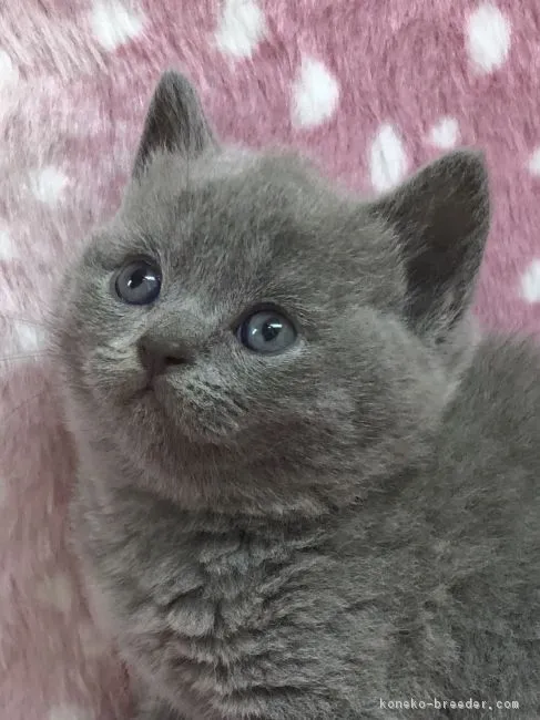 ID:1902-00832の子猫