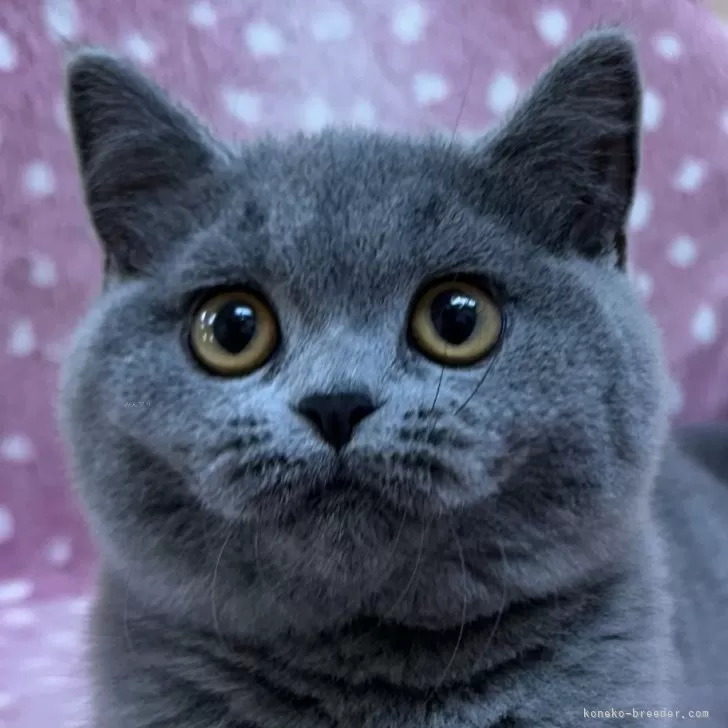 ID：2405-02327の子猫