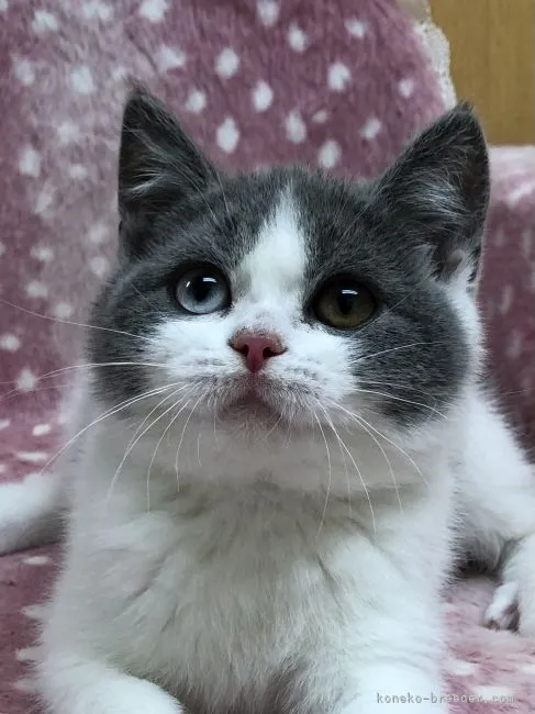 ID：2201-00156の子猫