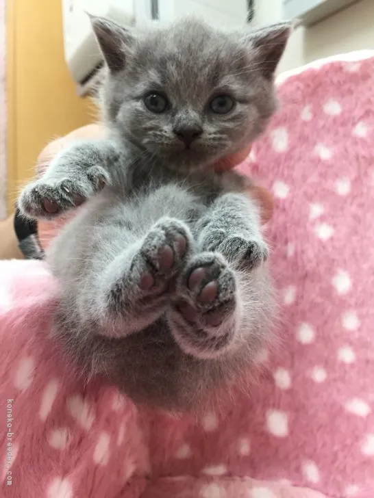 ID：1705-00619の子猫