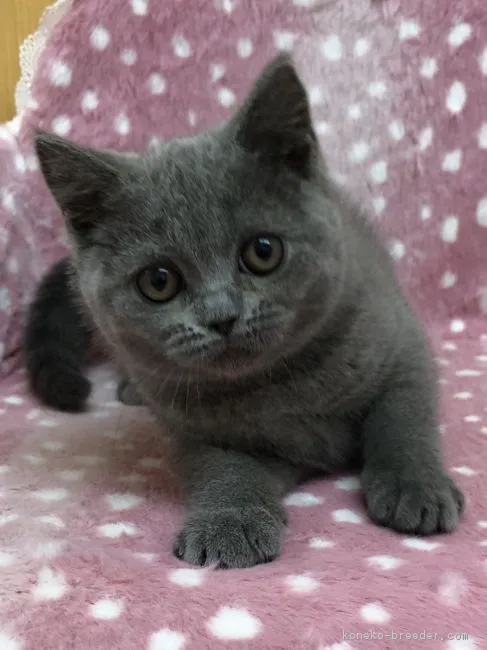 ID:1903-00765の子猫