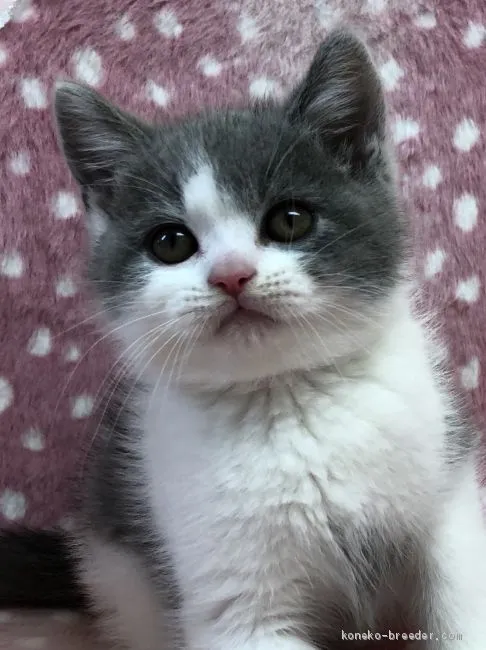 ID：2006-01263の子猫