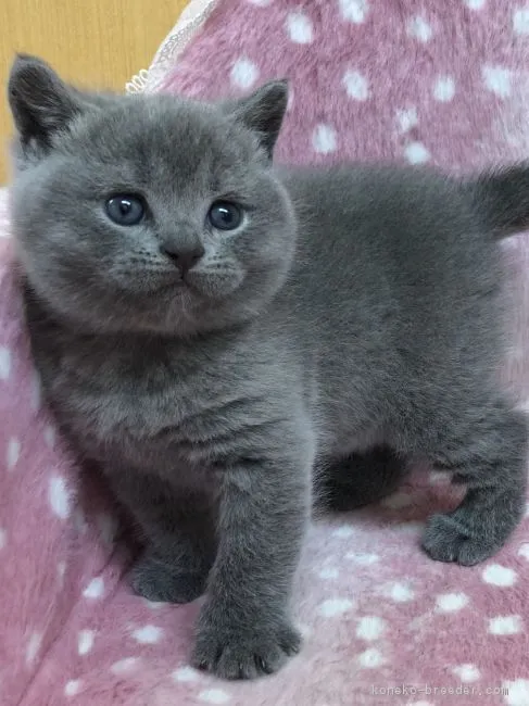 ID：1903-00274の子猫