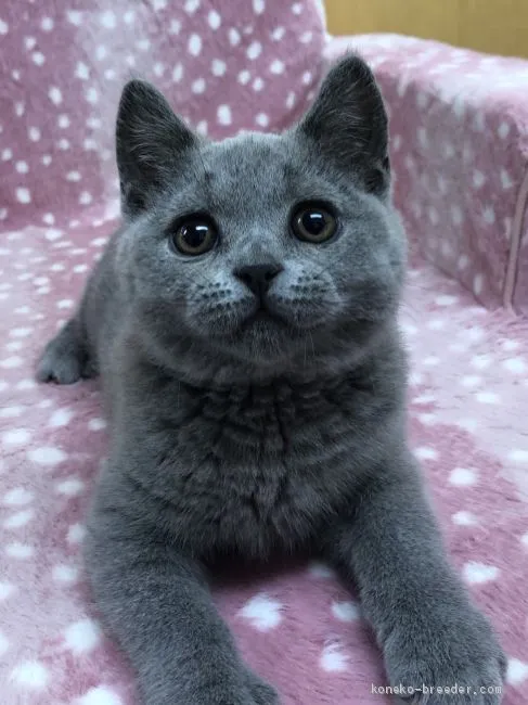 ID：1902-00833の子猫