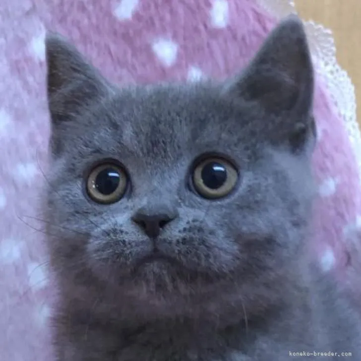 ID:2207-03188の子猫