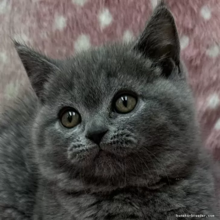 ID：2403-00498の子猫