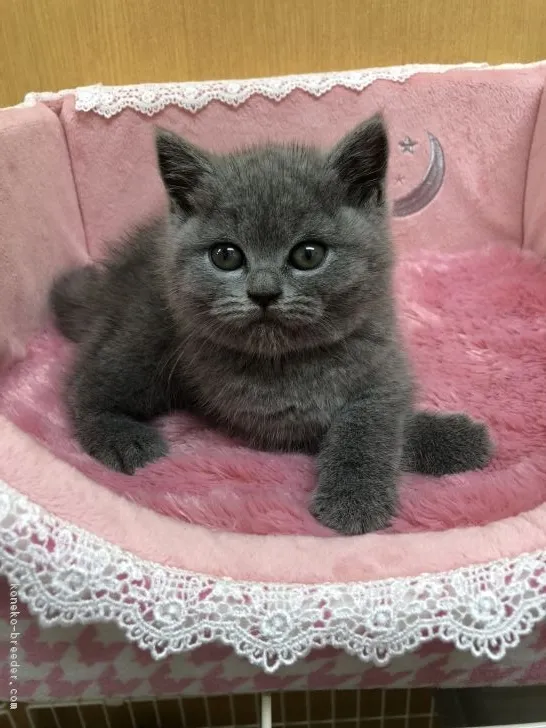 ID:1809-00025の子猫