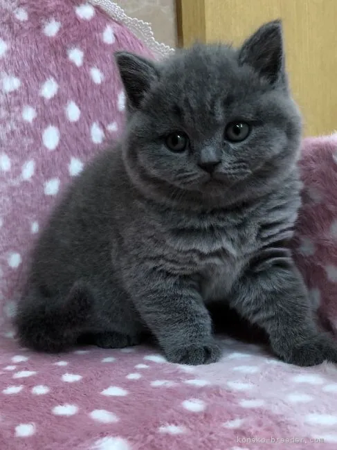 ねこぐらし 様のお迎えした子猫