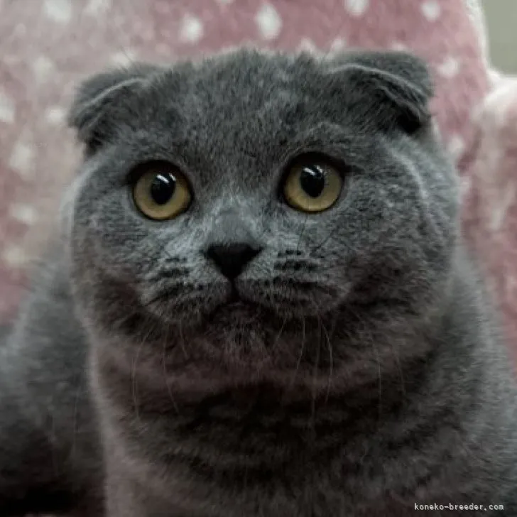 ID：2309-00371の子猫