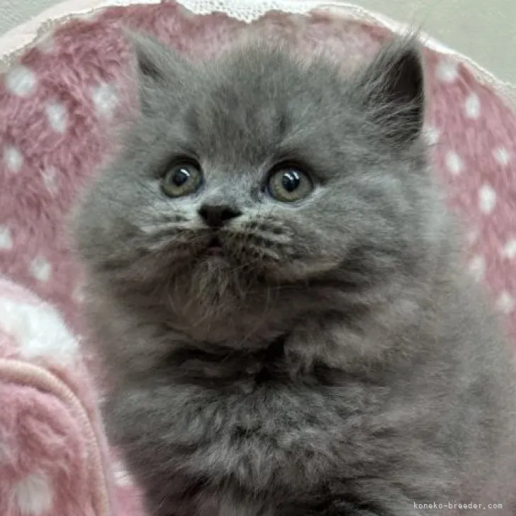 ID:2306-00084の子猫