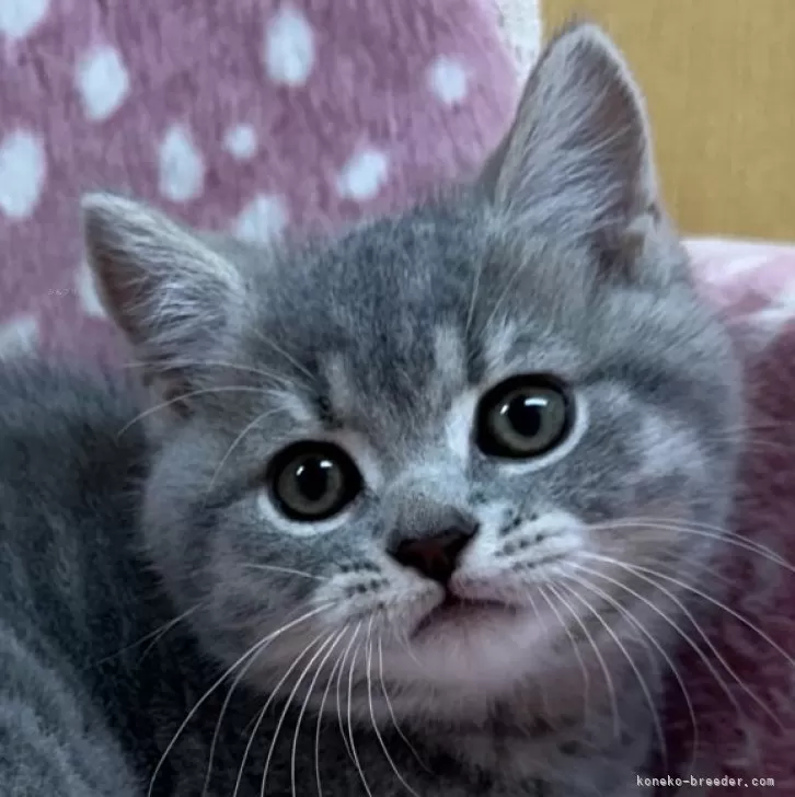 YK 様のお迎えした子猫