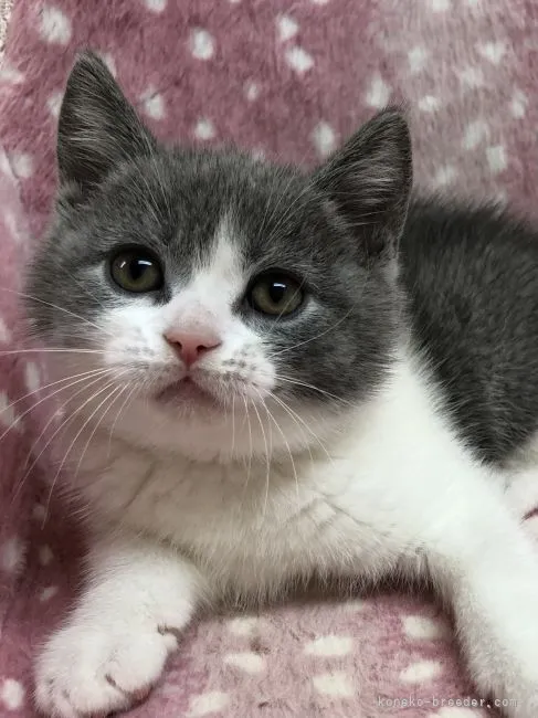 ID:2111-01644の子猫