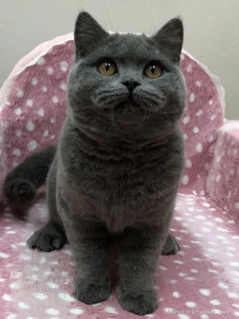 ナナコ 様のお迎えした子猫