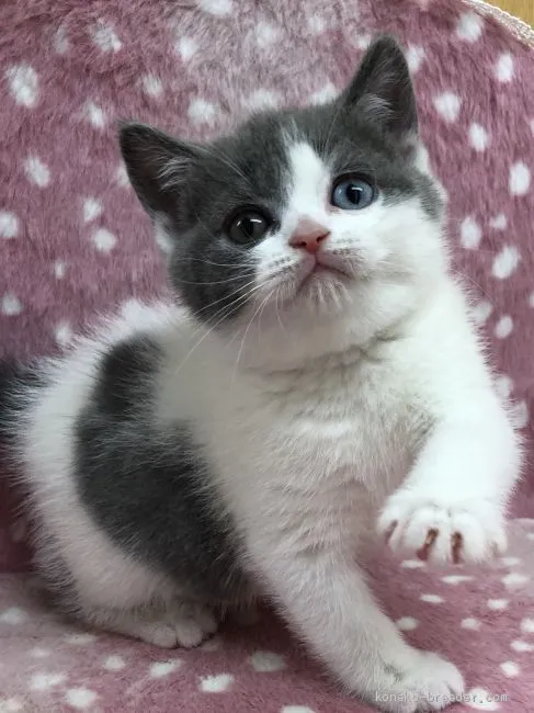 ID：2002-01255の子猫