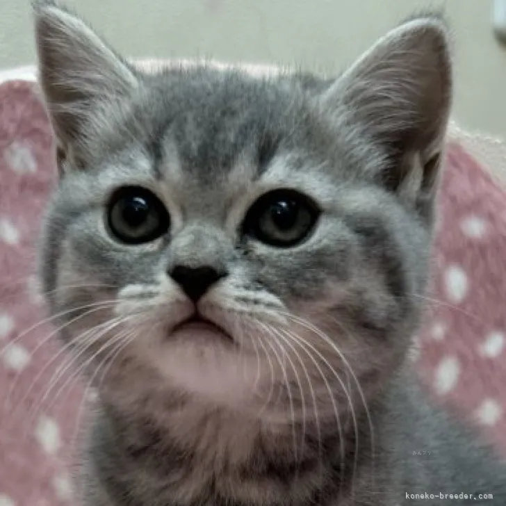 ID：2310-02217の子猫