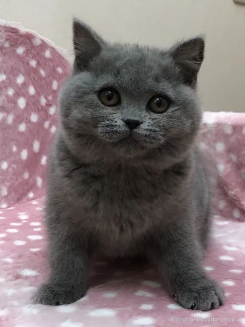 先輩猫mimi 様のお迎えした子猫