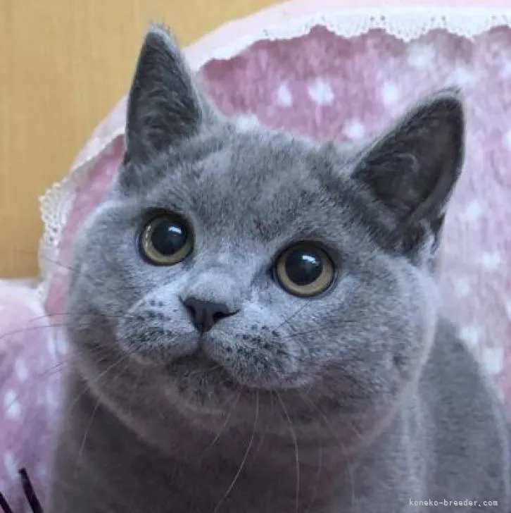ID:2209-00547の子猫