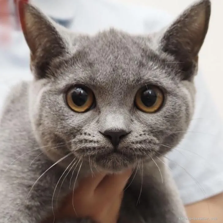 ID：2211-00215の子猫