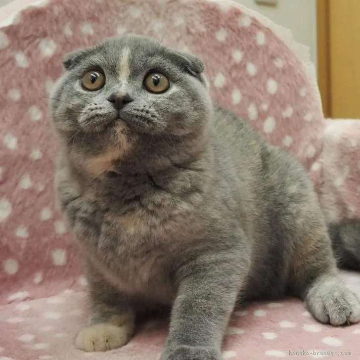 ID:2211-00937の子猫