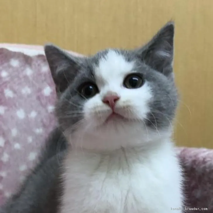 ID：2206-02346の子猫