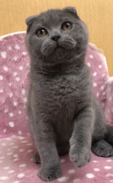 スコティッシュフォールド(折れ耳)【大阪府・女の子・2019年10月31日・ブルー（✨とても健康的な被毛✨）】の写真「✨激かわの女の子✨綺麗なブルーです✨」