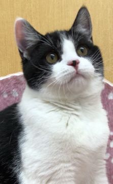 スコティッシュフォールド(立ち耳)【大阪府・女の子・2019年6月27日・ブラック&ホワイト（✨健康で艶やかな被毛✨）】の写真「✨激かわの女の子✨丸顔、フワモコ最高✨」