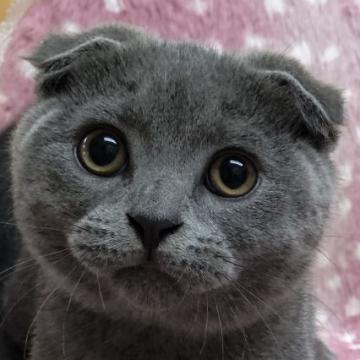 スコティッシュフォールド(折れ耳)【大阪府・男の子・2022年4月21日・ブルー（★健康なもっこもこの被毛★　）】の写真「✨むちむちの折れ耳ブルーくんです✨」
