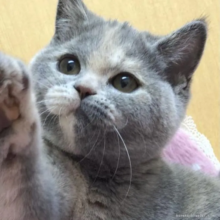 ID:2207-01465の子猫