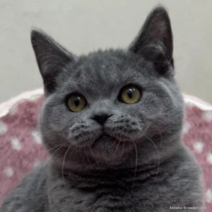 ID：2211-00609の子猫