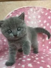 ブリティッシュショートヘア【大阪府・女の子・2017年4月18日・ブルー】の写真2「まんまる★」