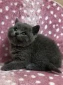 ブリティッシュショートヘア【大阪府・男の子・2018年3月18日・】の写真2「モコモコです！ほっぺたが可愛い過ぎ！」