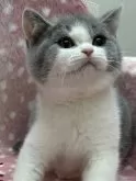 ブリティッシュショートヘア【大阪府・男の子・2024年1月4日・ブルー&ホワイト】の写真2「🌝むちむちくんです😻」