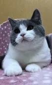 ブリティッシュショートヘア【大阪府・男の子・2019年4月2日・】の写真2「優しいお顔しています😻」
